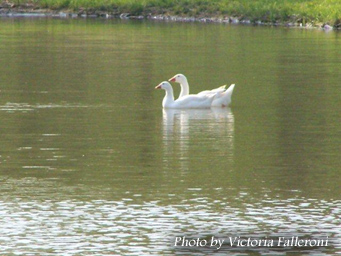 Ducks on the Pond